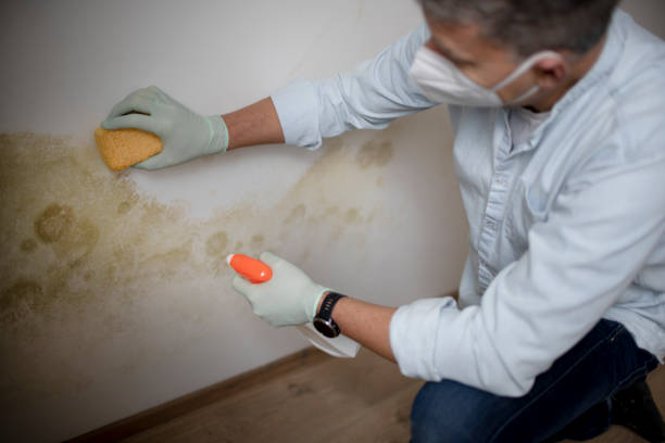 East Renton Highlands, WA Mold Remediation Company