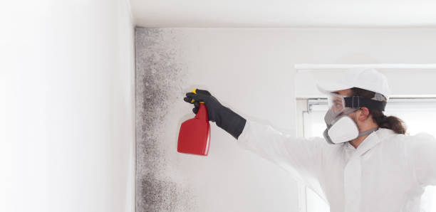 Best Bathroom Mold Remediation in East Renton Highlands, WA