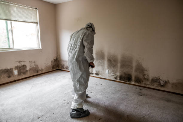 Best DIY Mold Remediation Support Services in East Renton Highlands, WA