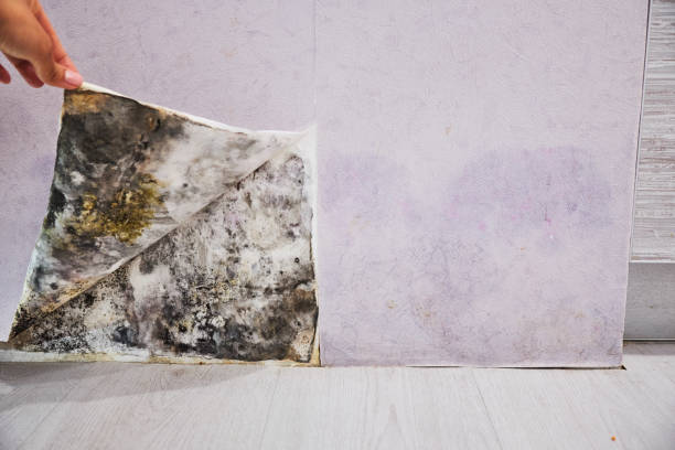 Best Black Mold Remediation in East Renton Highlands, WA